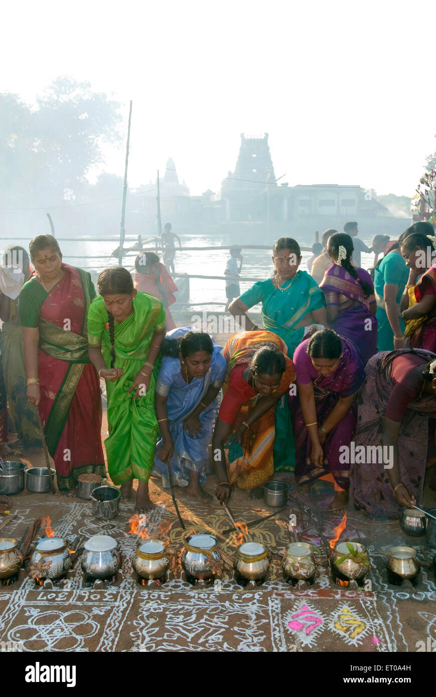 Les femmes célébrant Pongal festival à Tamil Nadu en Inde ; Banque D'Images