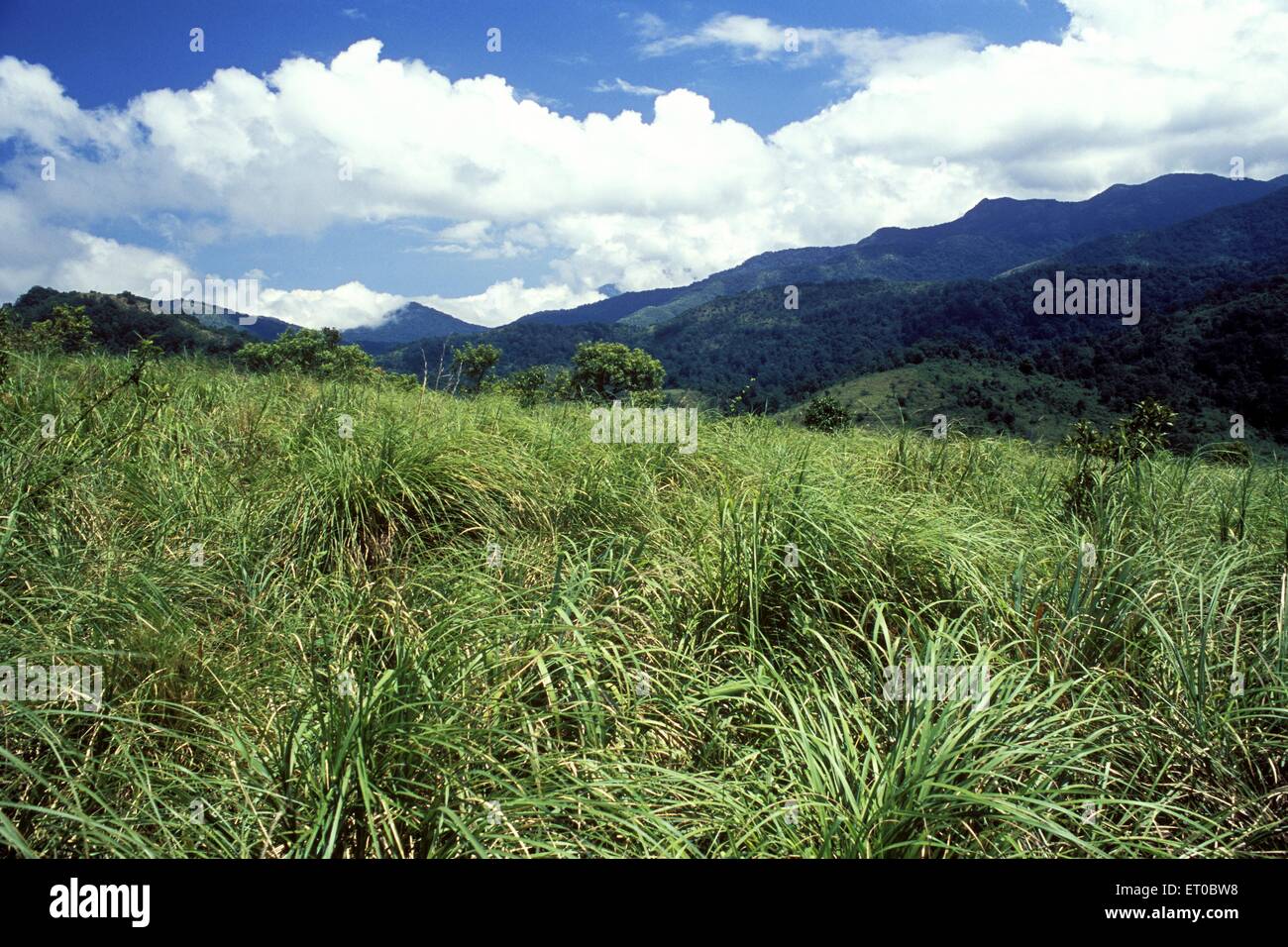 Parc national de Silent Valley, forêt tropicale de pluie, Kerala, Inde, Asie Banque D'Images