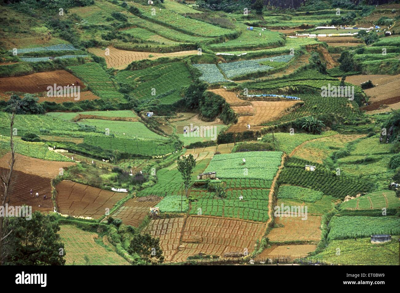 Terrasse agricole, terrasses, Nanjanad, Ooty, station de colline, Ootacamund, Udagamandalam, Udhagamandalam, colline de Nilgiri, Western Ghat, Tamil Nadu, Inde Banque D'Images