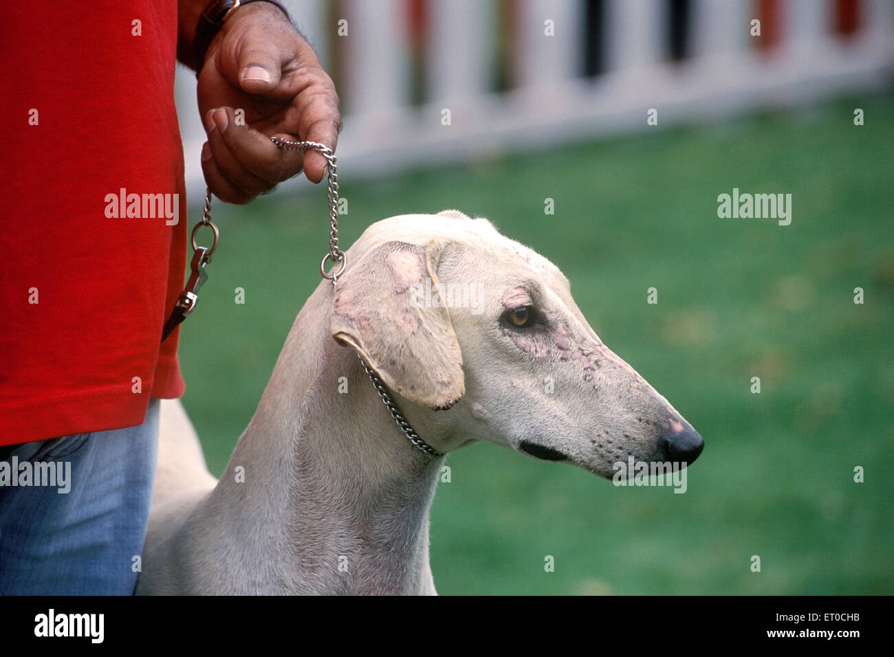 Chippiparai , race de chiens indigènes , spectacle de chiens , Ooty ; Ootacamund ; Nilgiris ; Tamil Nadu ; Inde , asie Banque D'Images