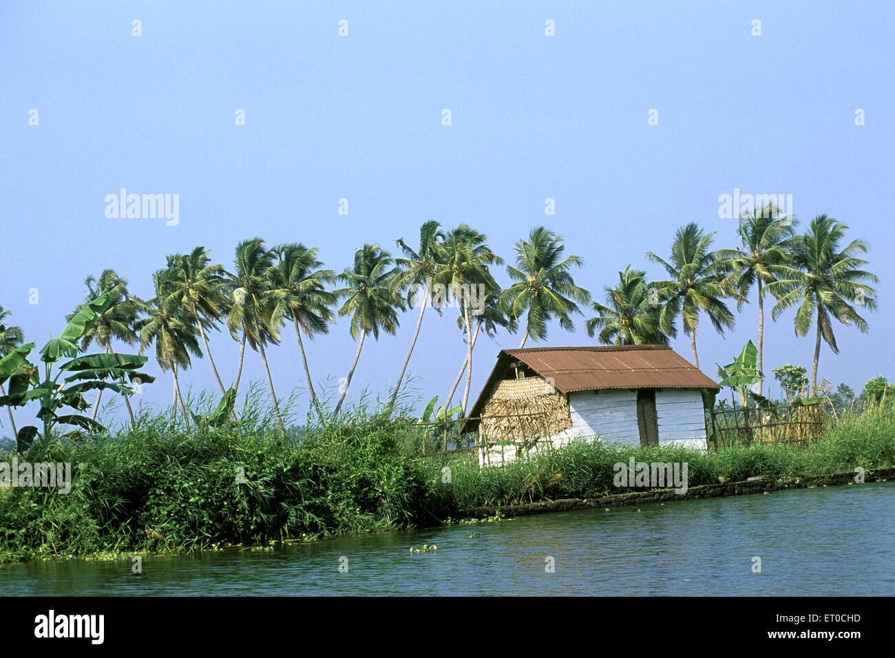 palmiers dans les eaux intérieures , Kuttanad ; Alappuzha , Alleppey ; Kerala ; Inde , asie Banque D'Images