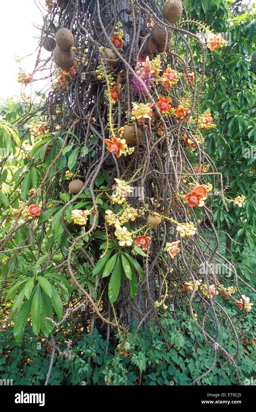 Arbre de canonnonball, arbre de Nagalinga, arbre de boule de canon, arbre de Naga Linga , couroupka guianensis ; Inde , asie Banque D'Images