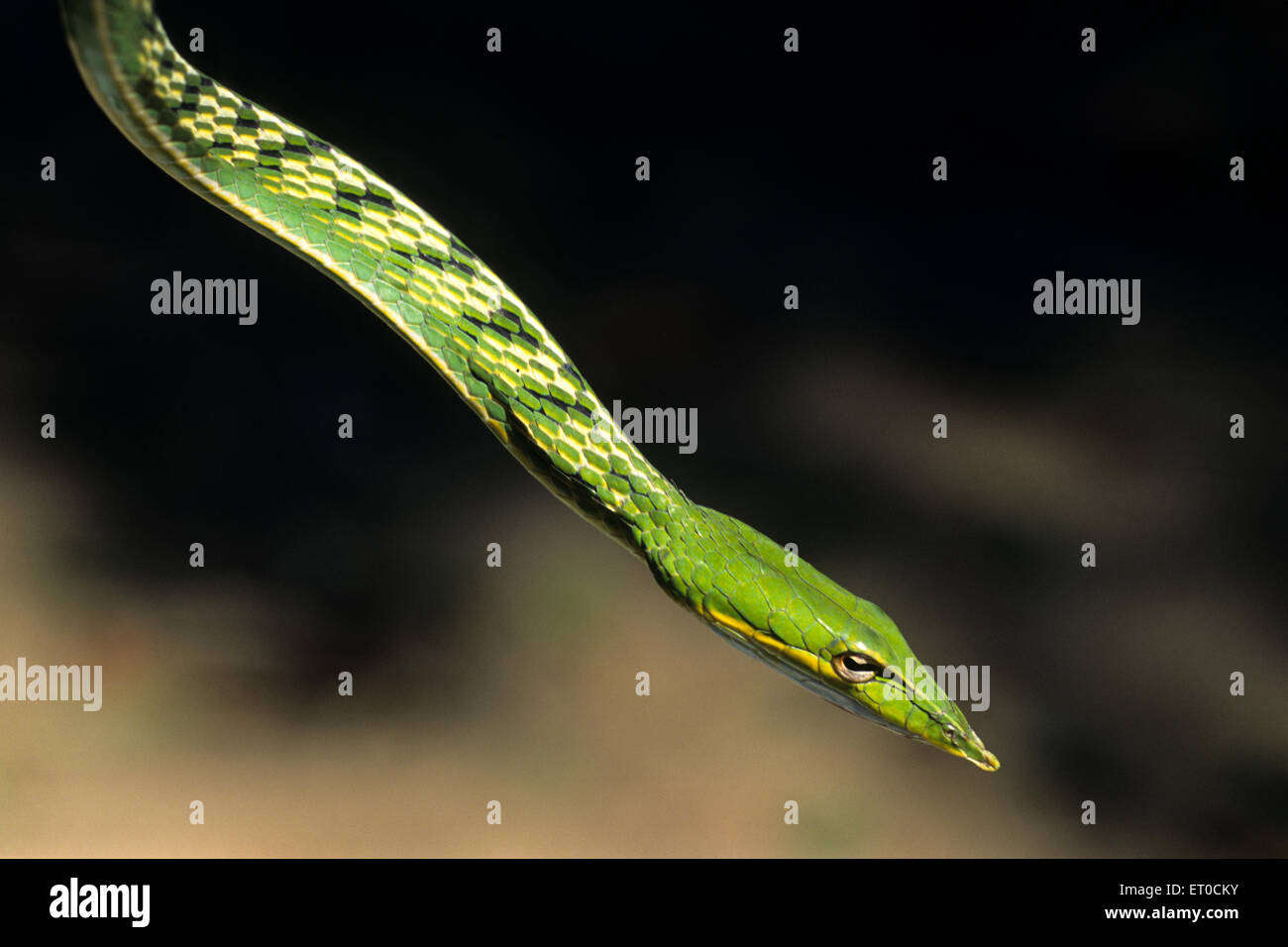 Serpent à fouet vert ; serpent de vigne ; aheatulla nasutus Banque D'Images