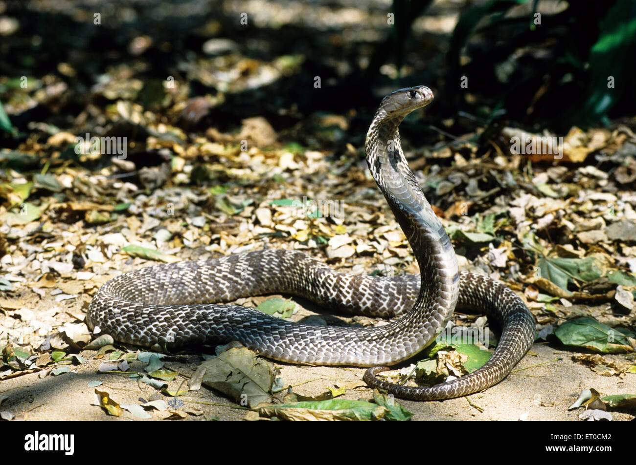 Serpent Cobra indien spectaculaire Naja naja naja Banque D'Images
