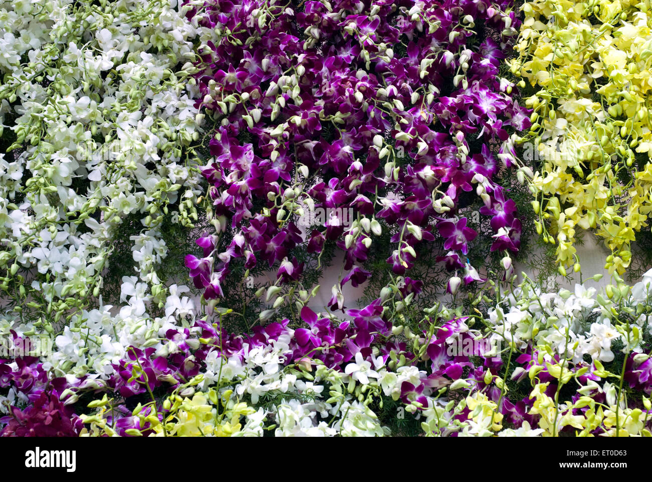 Exposition de fleurs d'orchidées Dendrobium ; Coimbatore ; Tamil Nadu ; Inde ; Asie Banque D'Images