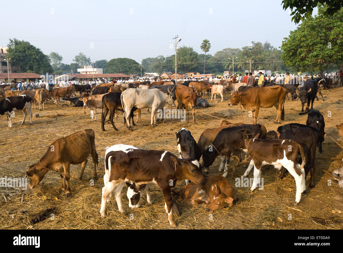 Salon du bétail , marché Polachi ; Coimbatore ; Tamil Nadu ; Inde , asie Banque D'Images