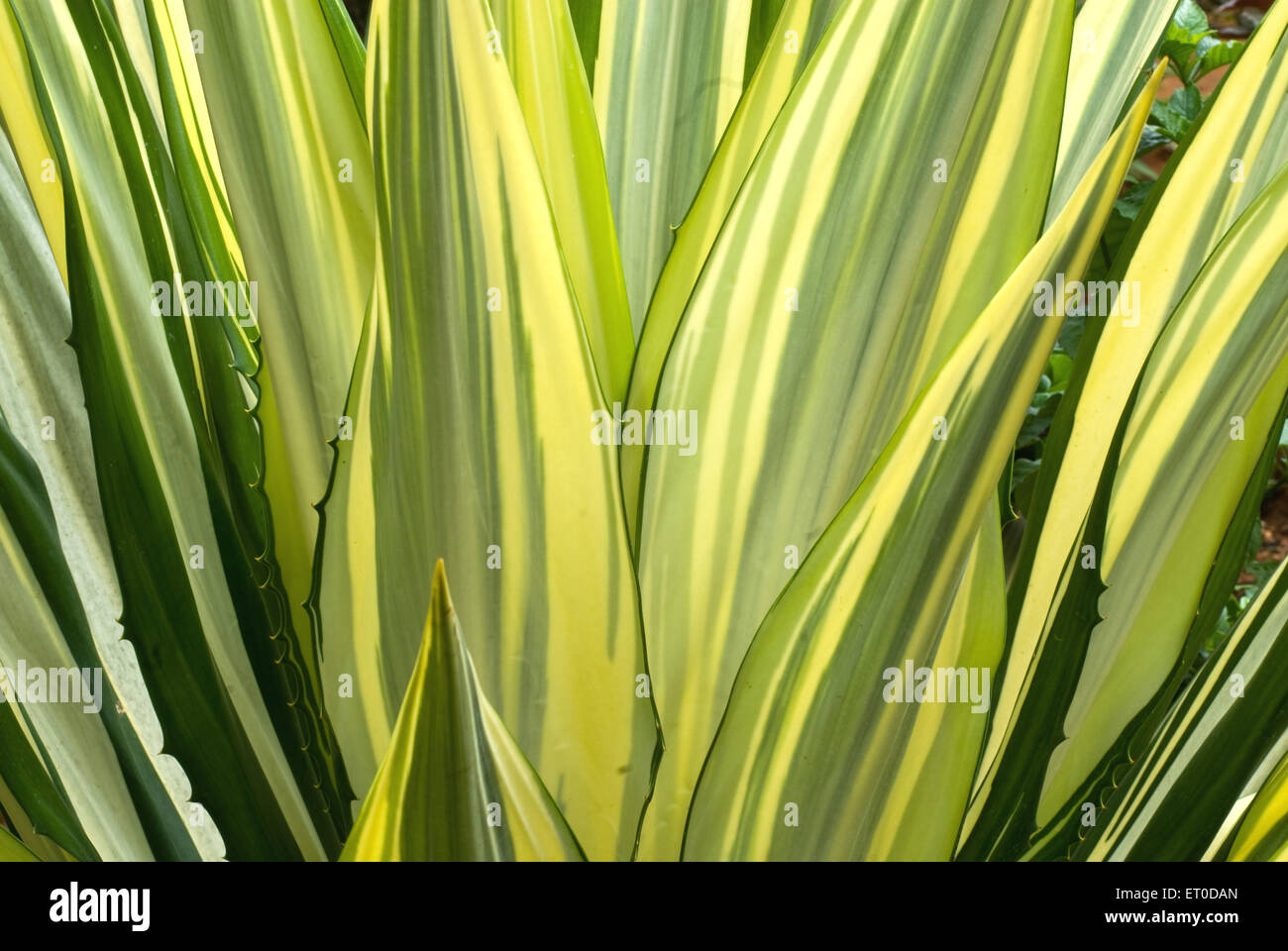 Plante succulente d'Agave , feuilles vertes , Coimbatore , Tamil Nadu , Inde , Asie Banque D'Images