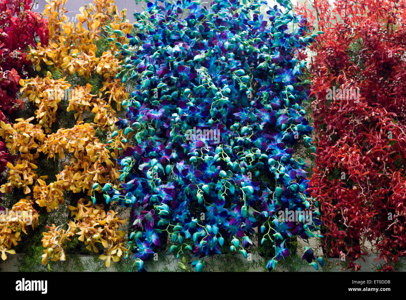 Spectacle de fleurs d'orchidées ; Coimbatore ; Tamil Nadu ; Inde ; Asie Banque D'Images