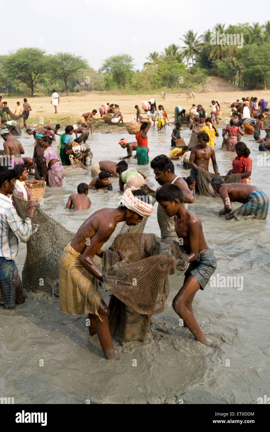 Fête de la pêche ; Ponnamaravathy ; Pudukkottai ; Tamil Nadu ; Inde ; Asie Banque D'Images