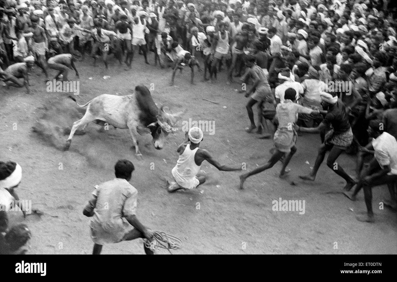 Jallikattu bull apprivoiser au cours de pongal festival ; Alanganallur ; Madurai Tamil Nadu ; Inde ; Banque D'Images
