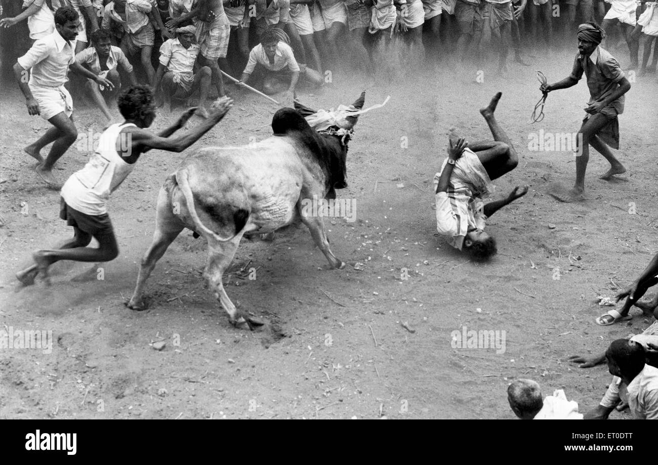 Jallikattu bull apprivoiser dans pongal festival ; Alanganallur ; Madurai Tamil Nadu ; Inde ; Banque D'Images
