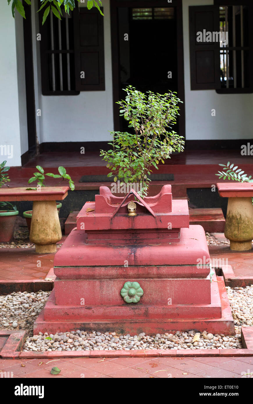 Tulsi vrindavan, plante du Saint-Basil, Alleppey, Alappuzha, Kerala, Inde, Asie Banque D'Images