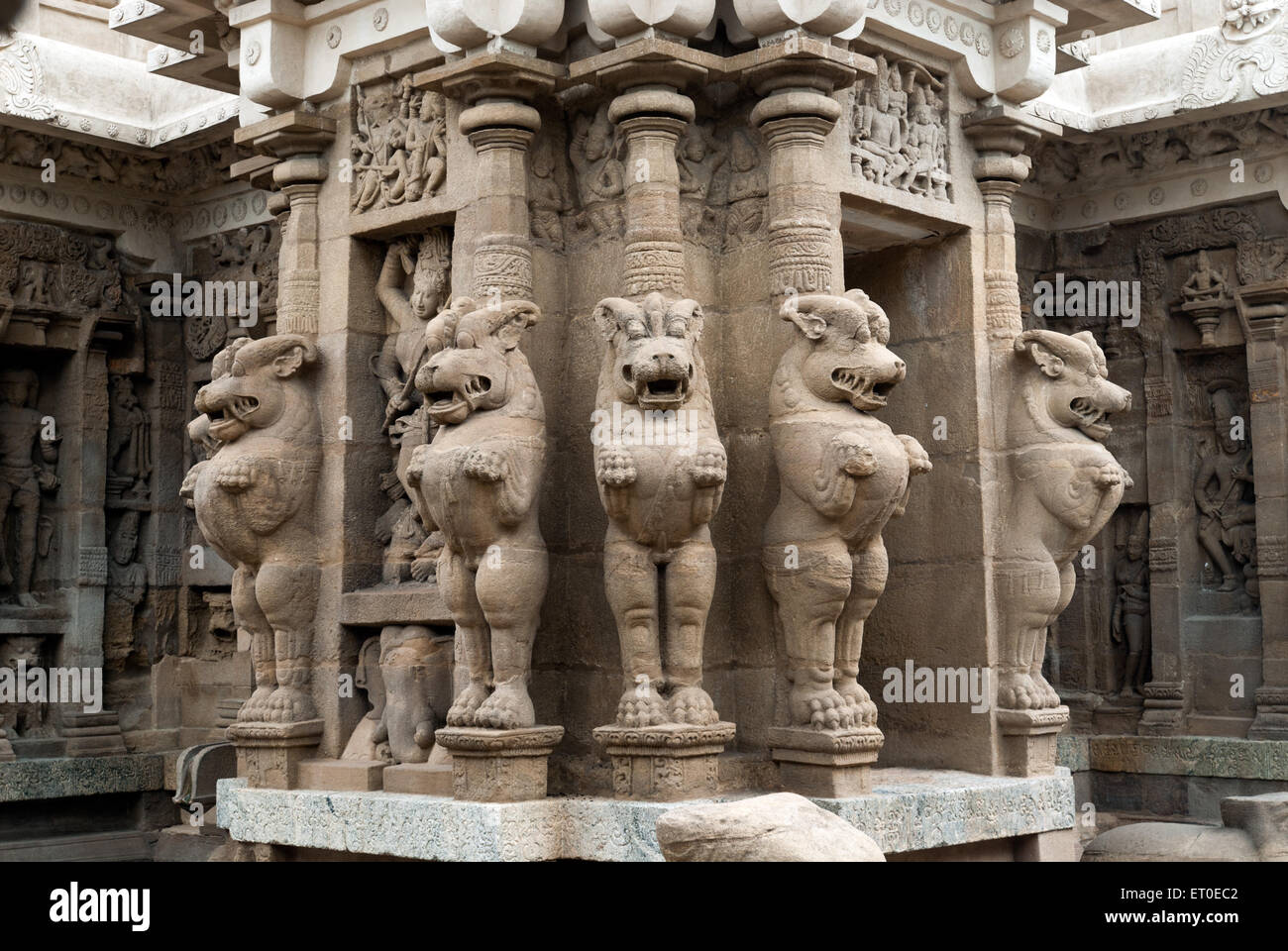 Lion de sculptures à Kailasanatha temple de Kanchipuram kancheepuram ; ; ; ; Tamil Nadu Inde Banque D'Images
