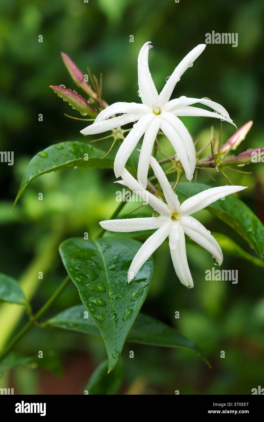 Jasminum grandiflorum , Jasminum grandiflorum , jasmin espagnol , jasmin royal , jasmin catalan , fleur blanche , inde , asie Banque D'Images