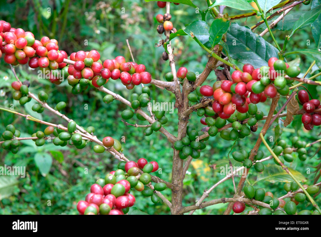 Cerisier de café, arbre de café, arbre de cerises de café, arbre de baies de café, arbre de baies de café, Madykeri, Madykery, Coorg, Karnataka, Inde, Asie Banque D'Images
