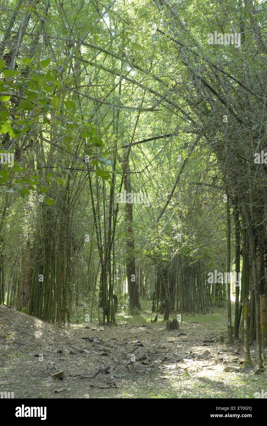Forêt de bambou , Nisargdham , Forêt de Nisargadhama , Kushalnagar , Mudbidri , Moodbidri , Coorg , Karnataka , Inde , Asie Banque D'Images