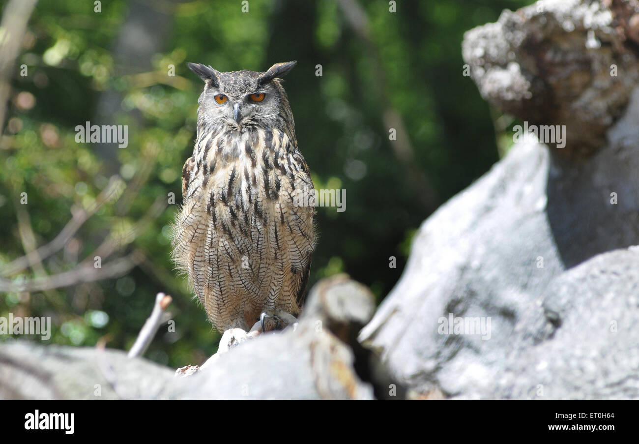 Mai 2015 Un hibou Grand-duc Bubo bubo, repose sur un vieil arbre. Pic Mike Walker, Mike Walker Images Banque D'Images