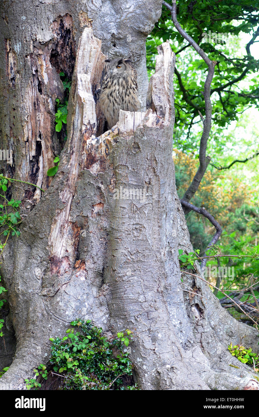 Mai 2015 place le hibou. Un hibou Grand-duc Bubo bubo, camouflée contre l'écorce d'un vieil arbre. Pic Mike Walker, Mike Walker Pictu Banque D'Images