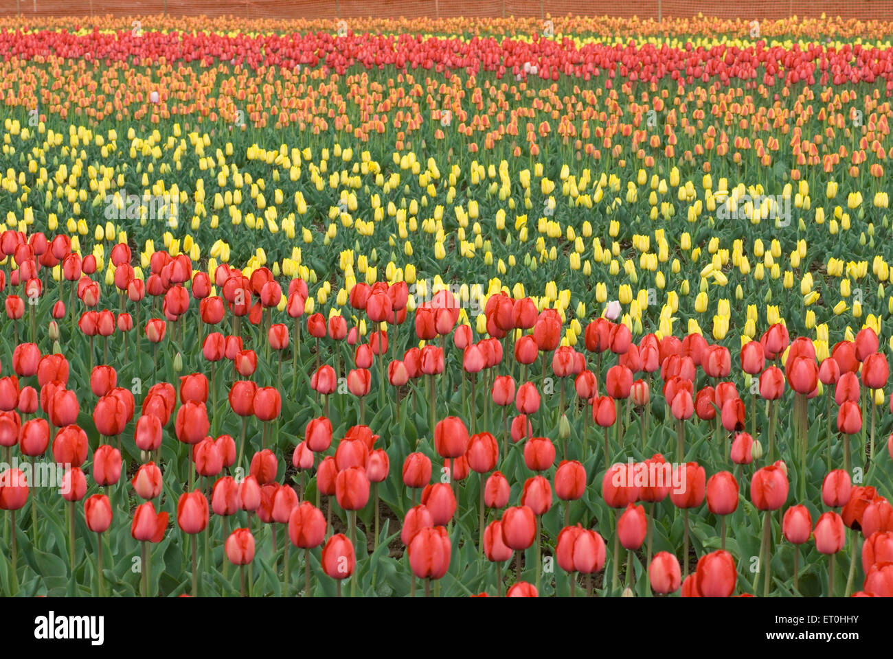 Indira Gandhi Memorial Tulip Garden, Model Floriculture Center, Tulip Garden, Srinagar, Jammu-et-Cachemire, Inde, Asie Banque D'Images