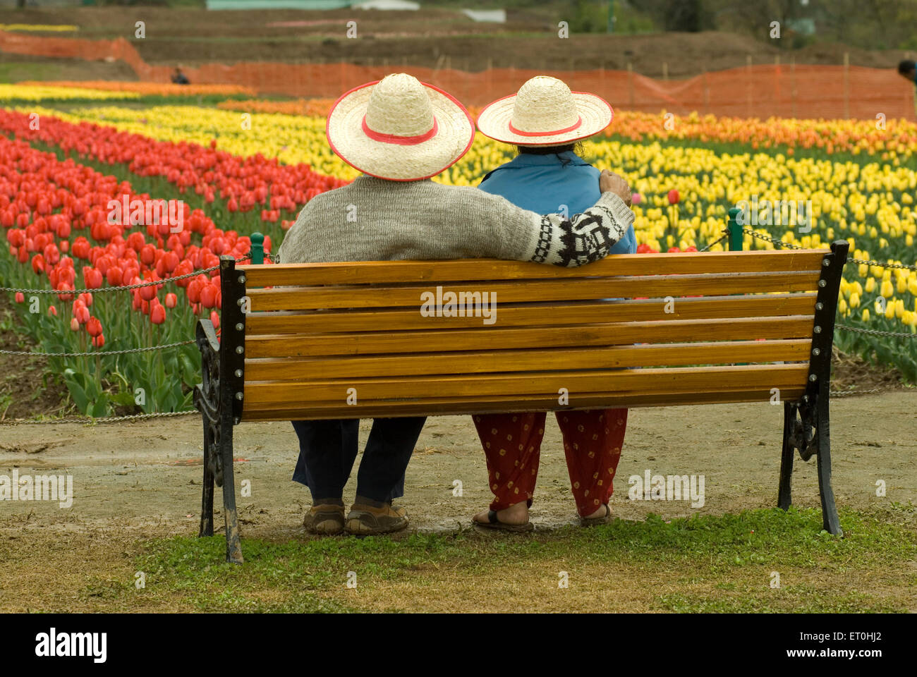 Indira Gandhi Memorial Tulip Garden, Model Floriculture Center, Tulip Garden, Srinagar, Jammu-et-Cachemire, Inde, Asie Banque D'Images