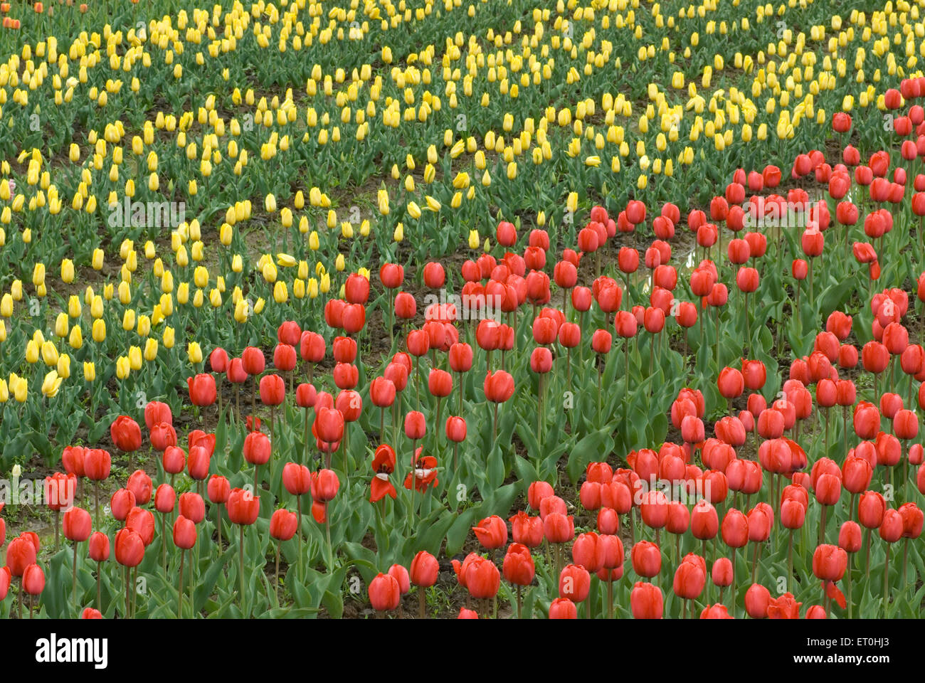 Indira Gandhi Memorial Tulip Garden, Model Floriculture Center, Tulip Garden, Srinagar, Jammu-et-Cachemire, Inde, Asie Banque D'Images