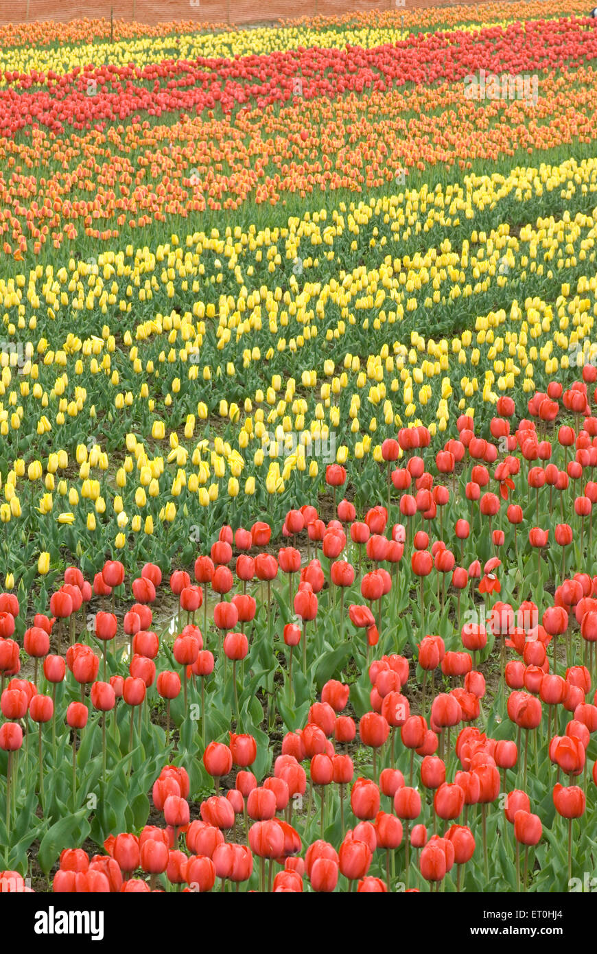Indira Gandhi Memorial Tulip Garden, Model Floriculture Center, Tulip Garden, Srinagar, Jammu-et-Cachemire, Inde, Asie Banque D'Images