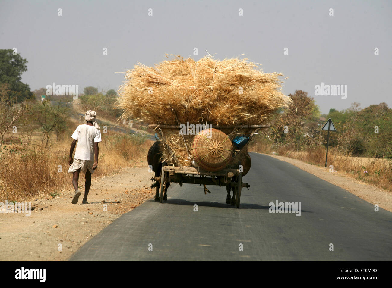 Homme marchant avec taureaux panier transportant récolte du blé d'or passant sur la route de Bhopal dans le Madhya Pradesh ; Inde Banque D'Images