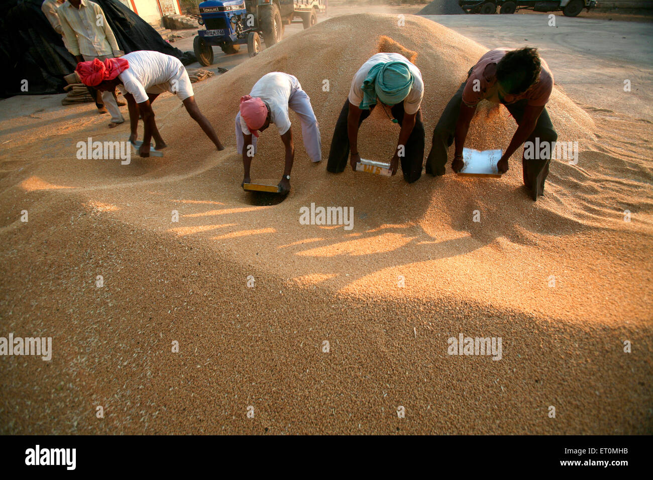 Le tri des travailleurs du blé à Harsud Mandi ; céréales alimentaires dans le marché ; Madhya Pradesh Bhopal Inde ; Banque D'Images
