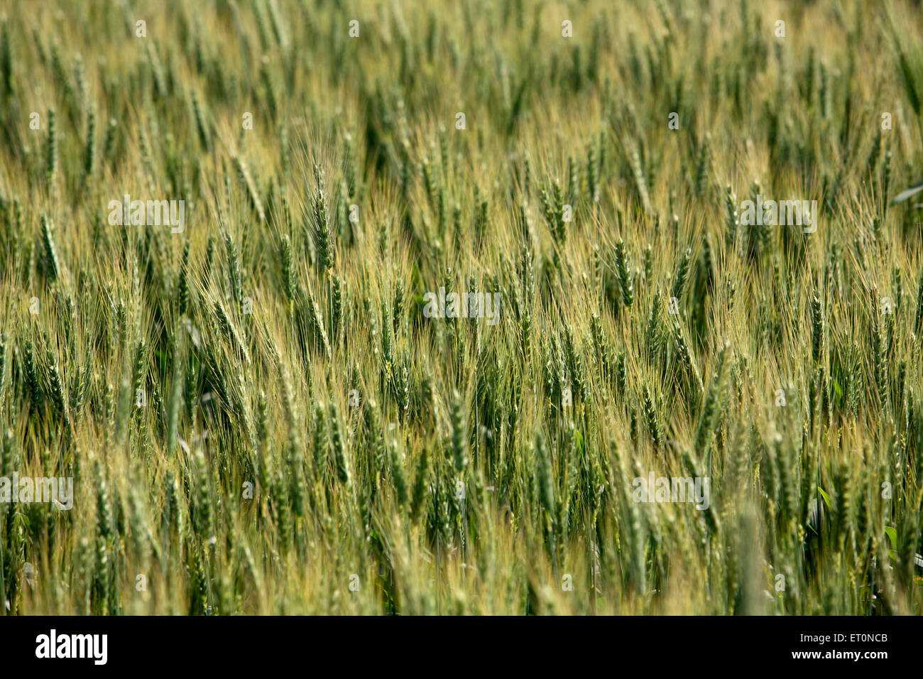 Champ de blé, culture du blé, culture du blé, Punjab, Inde Banque D'Images