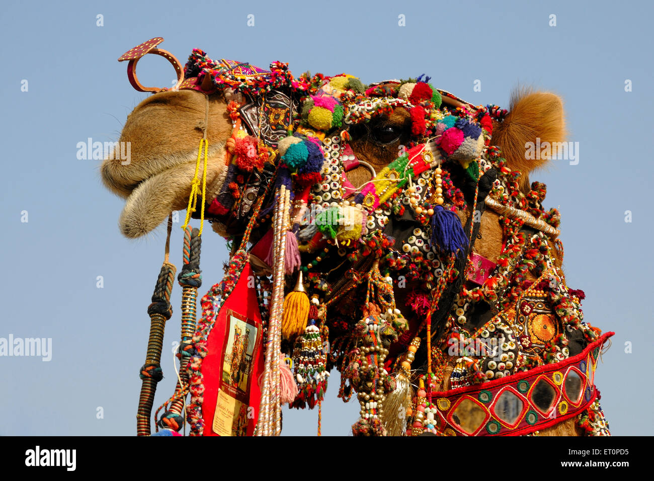 Chameau décoré, Foire de Pushkar, Foire de Camel, Kartik Mela, Pushkar Mela, Pushkar, Ajmer, Rajasthan, Inde, foires indiennes Banque D'Images