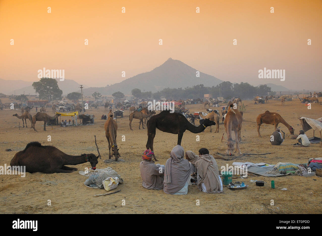 Les chameaux et les villageois à Pushkar Pushkar Rajasthan ; juste ; l'Inde ; Banque D'Images