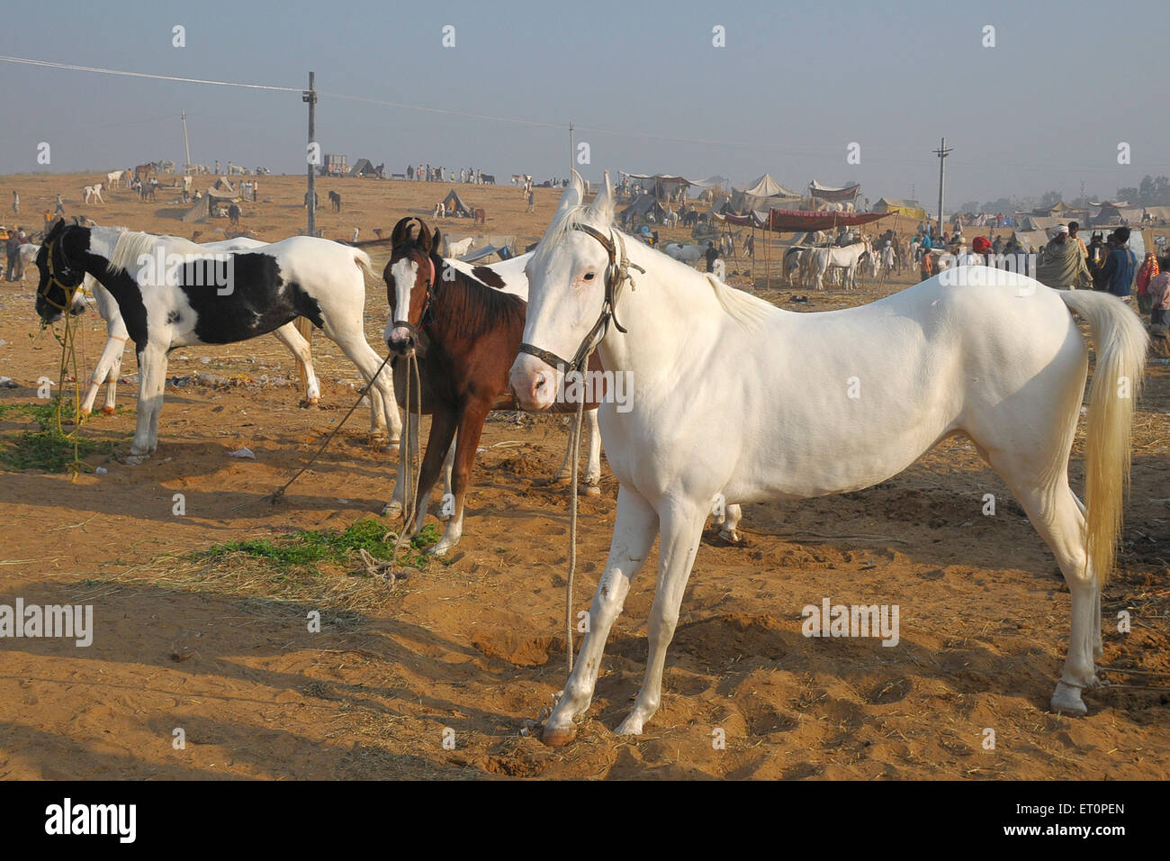 Chevaux à vendre, Foire de Pushkar, Foire de Camel, Kartik Mela, Pushkar Mela, Pushkar, Ajmer, Rajasthan, Inde, foires indiennes Banque D'Images