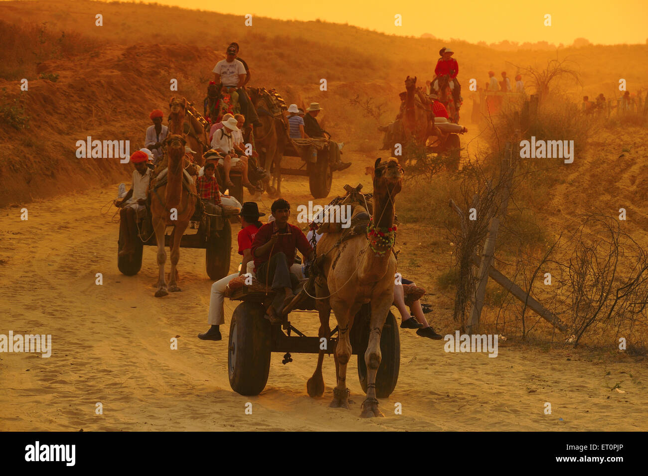 Personnes voyageant en chariot de chameau au coucher du soleil pour la foire de Pushkar ; Rajasthan ; Inde ; Asie Banque D'Images