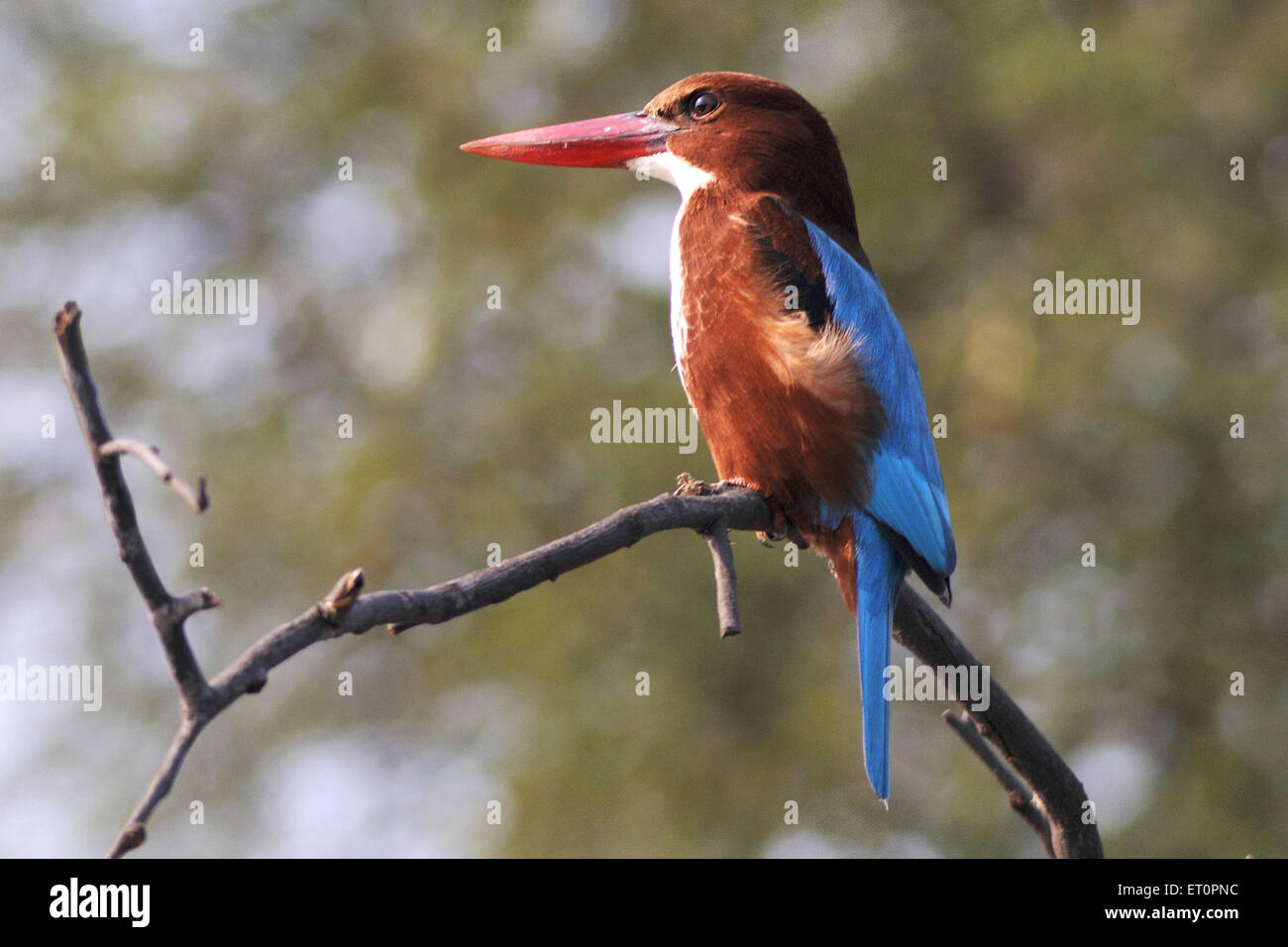 À poitrine blanche ; oiseaux kingfisher Halcyon smyrnensis assis sur branche ; ; ; Inde Rajasthan Bharatpur Banque D'Images