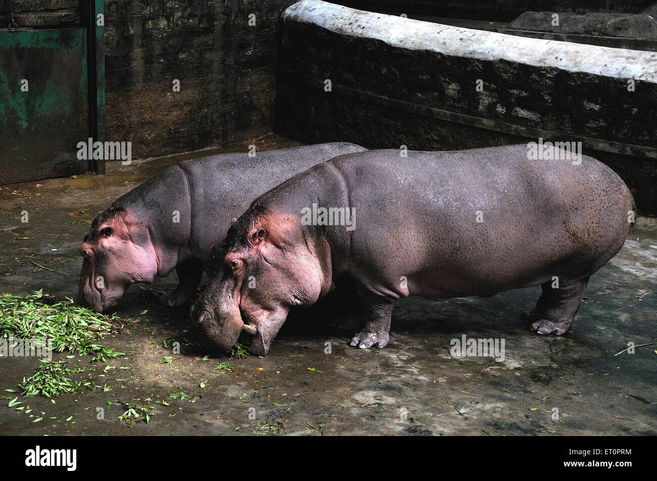 Hippopotame mangeant de l'herbe ; Bannerghatta Safari ; Bannerghatta Zoo ; Biological Park ; Bangalore ; Bengaluru ; Karnataka ; Inde Banque D'Images