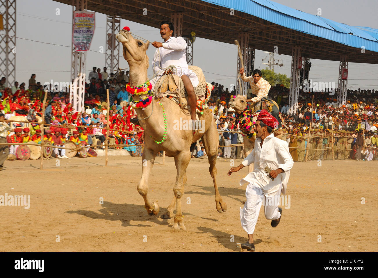Les courses de chameaux à Pushkar Rajasthan Inde ; juste ; PAS DE MR Banque D'Images