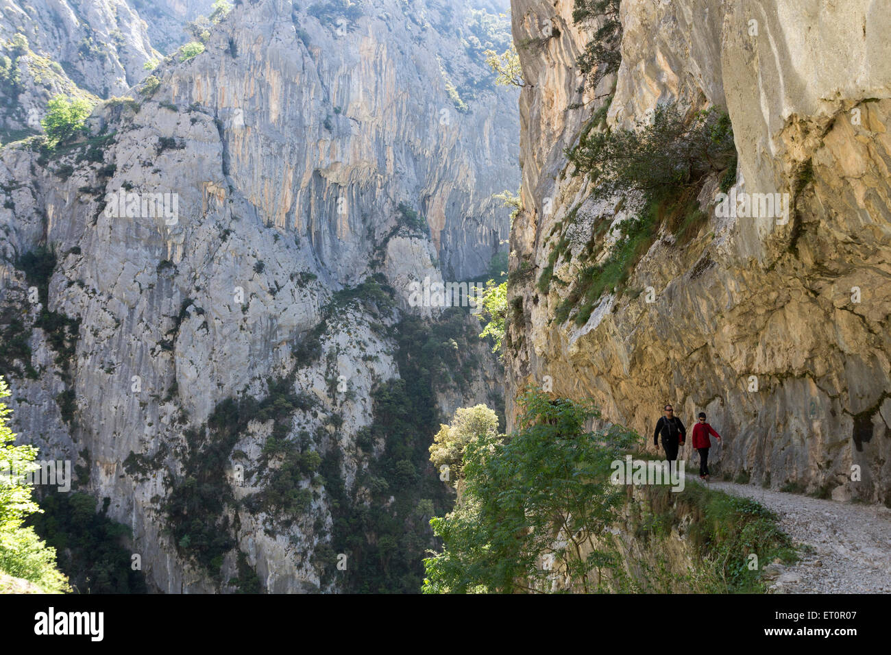 Les marcheurs dans les gorges de Cares Picos de Europa Cantabria Espagne Cordillère Banque D'Images