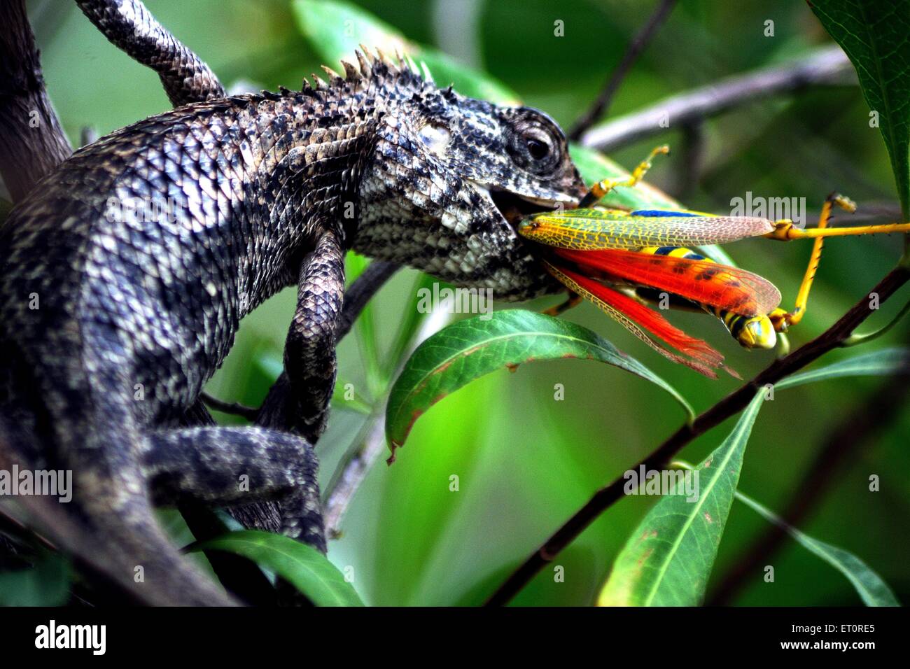 Lizard eating Banque de photographies et d’images à haute