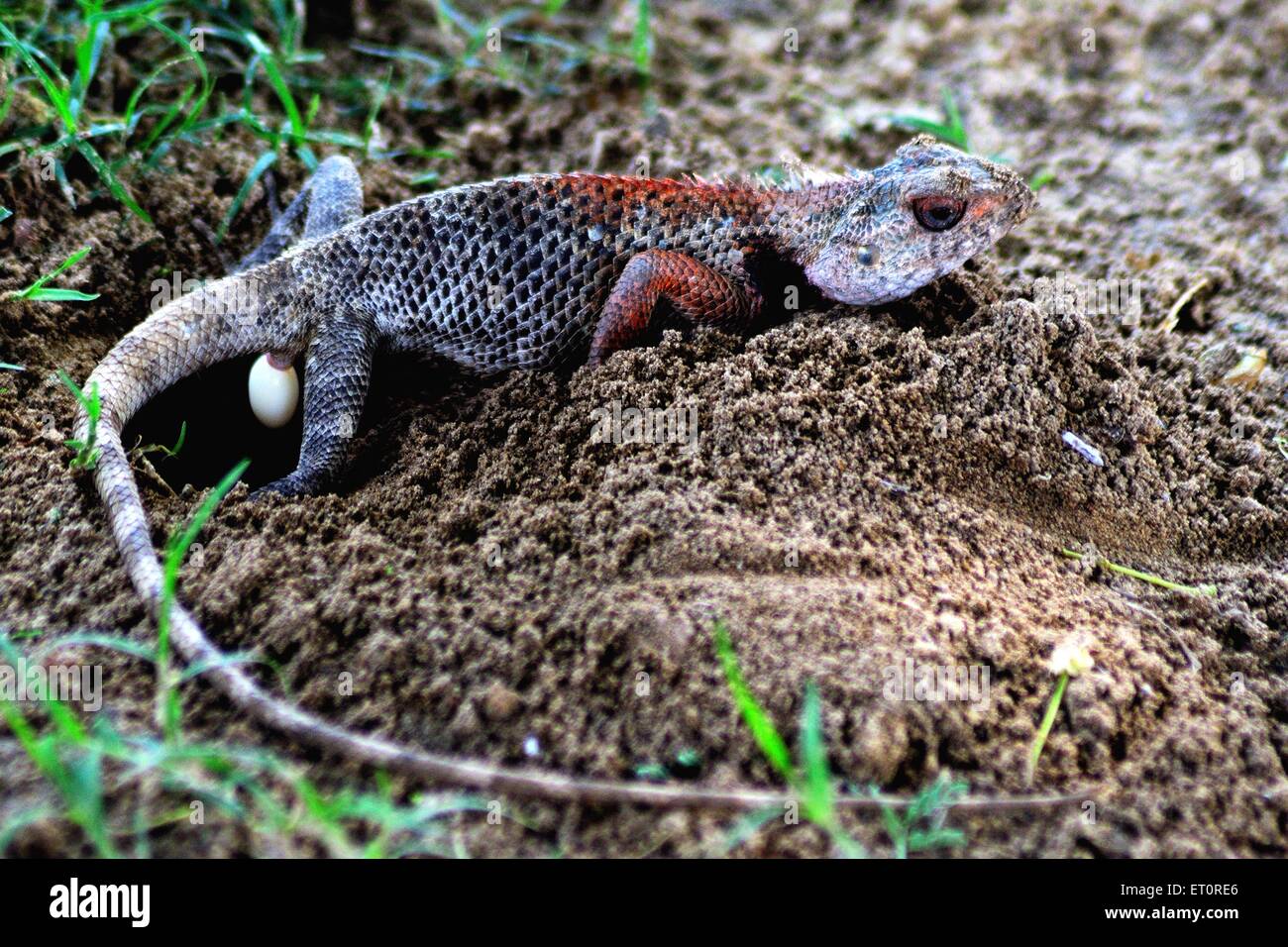 Egg laying reptile Banque de photographies et d’images à haute ...