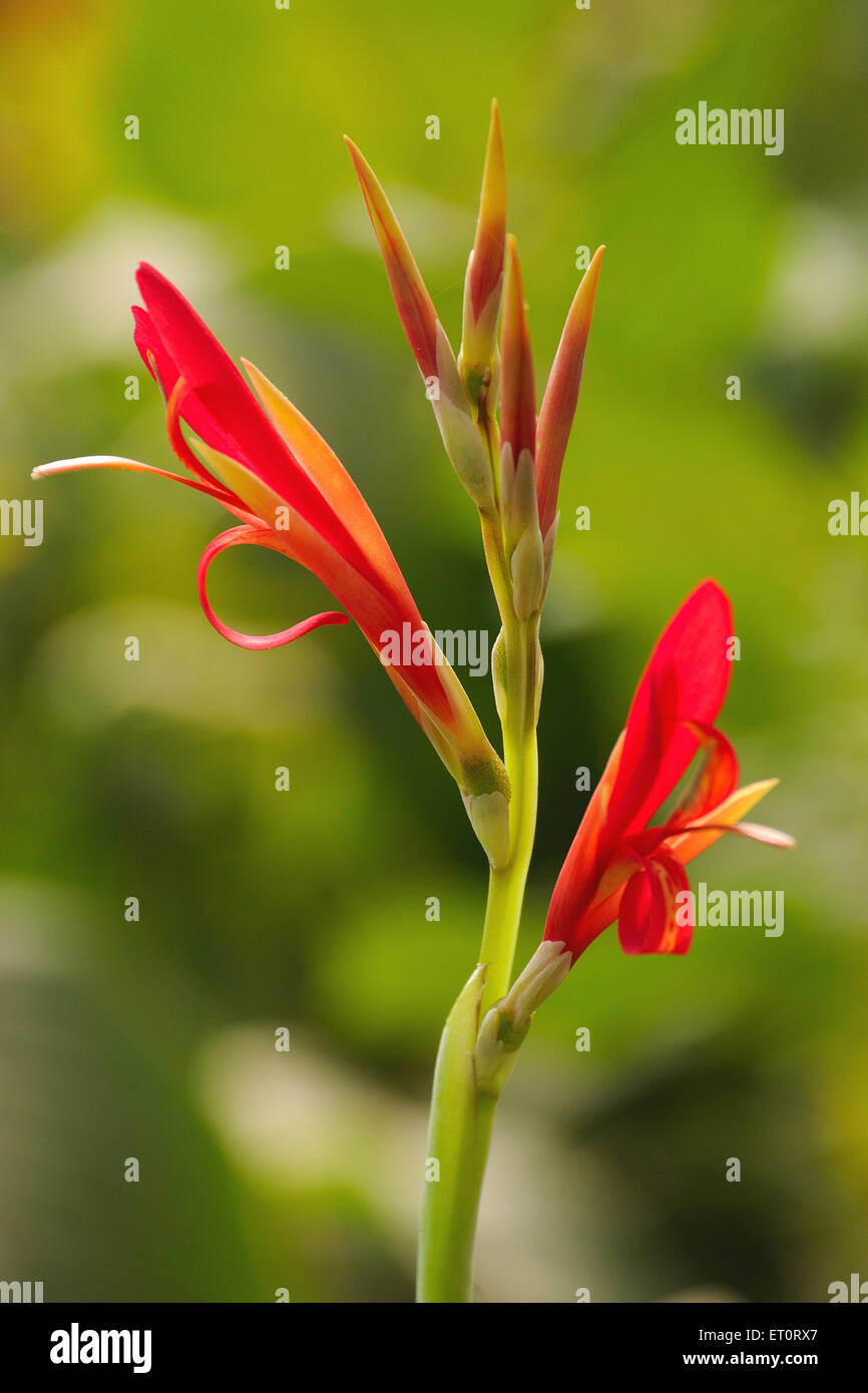 Fleur de Gladiolus, plante à fleurs, nénuphars Banque D'Images