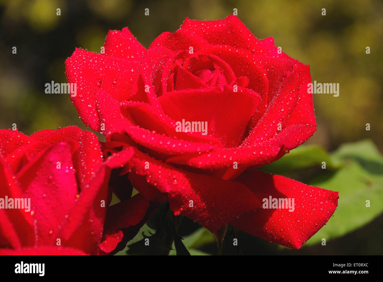 Rose rouge fleur avec gouttes de rosée Banque D'Images