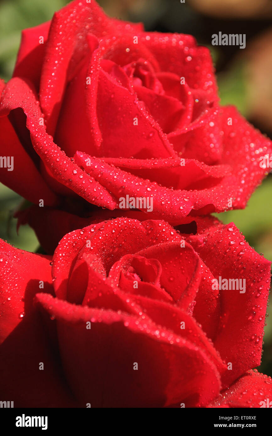 Rose rouge fleur avec gouttes de rosée Banque D'Images