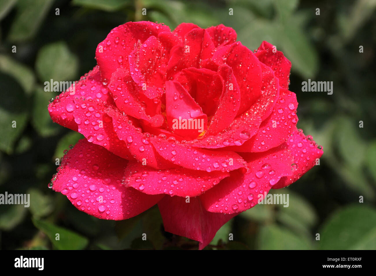 Rose rouge fleur avec gouttes de rosée Banque D'Images