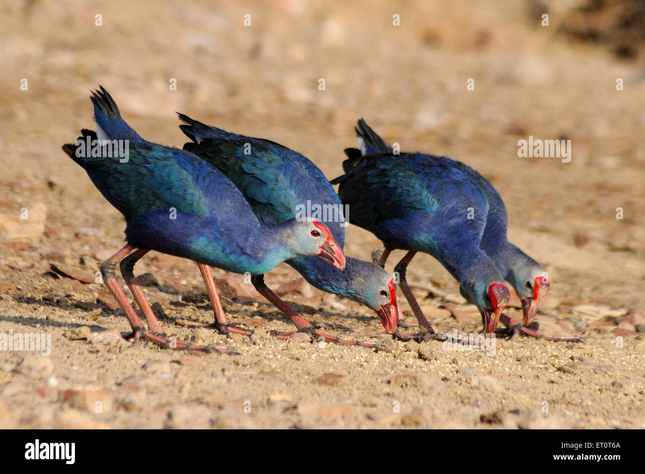 Oiseaux de Moorhen violets se nourrissant, marécages à tête grise, Porphyrio poliocephalus, Jodhpur, Rajasthan, Inde, Asie Banque D'Images