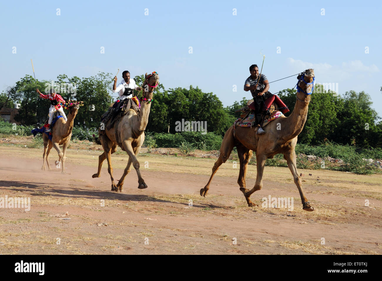 Course de chameaux au festival de marwar Jodhpur Rajasthan ; ; ; Inde M.# 786 Banque D'Images