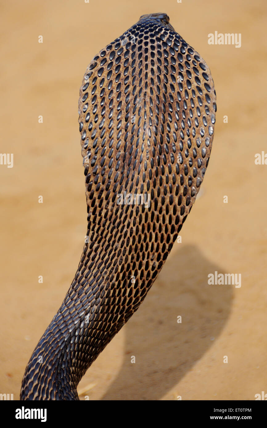 Cobra snake en position agressive ; Inde Rajasthan ; Banque D'Images