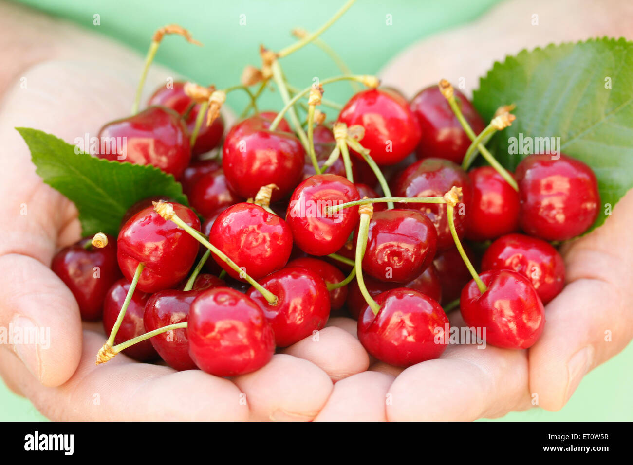 Cerises sur les mains. Banque D'Images