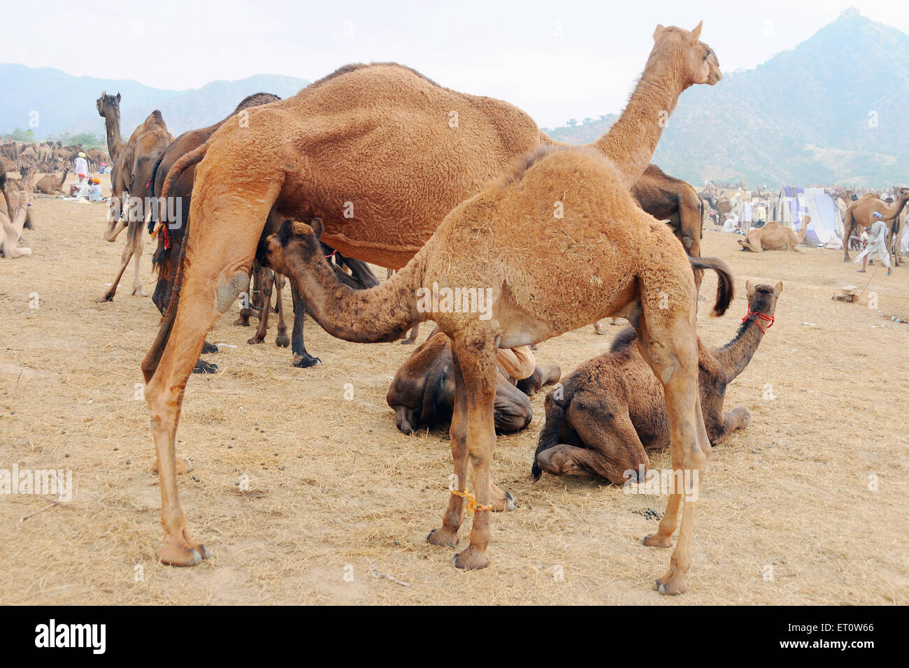 Des chameaux à Pushkar Rajasthan Inde ; juste ; Banque D'Images