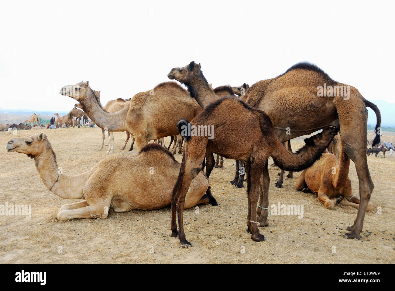 Des chameaux à Pushkar Rajasthan Inde ; juste ; Banque D'Images