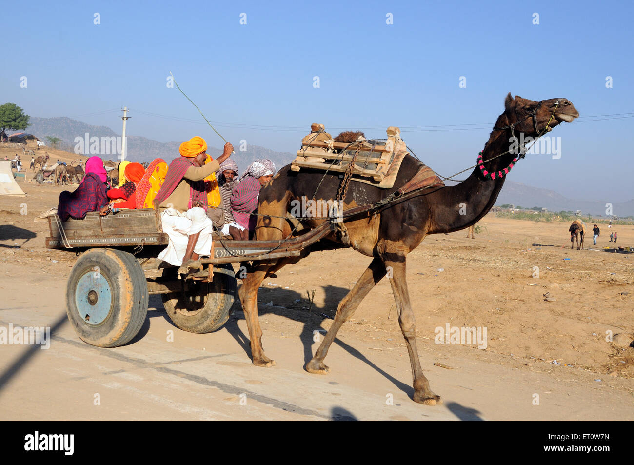 Famille voyageant sur camel panier à Pushkar Rajasthan Inde ; juste ; M.# 786 Banque D'Images